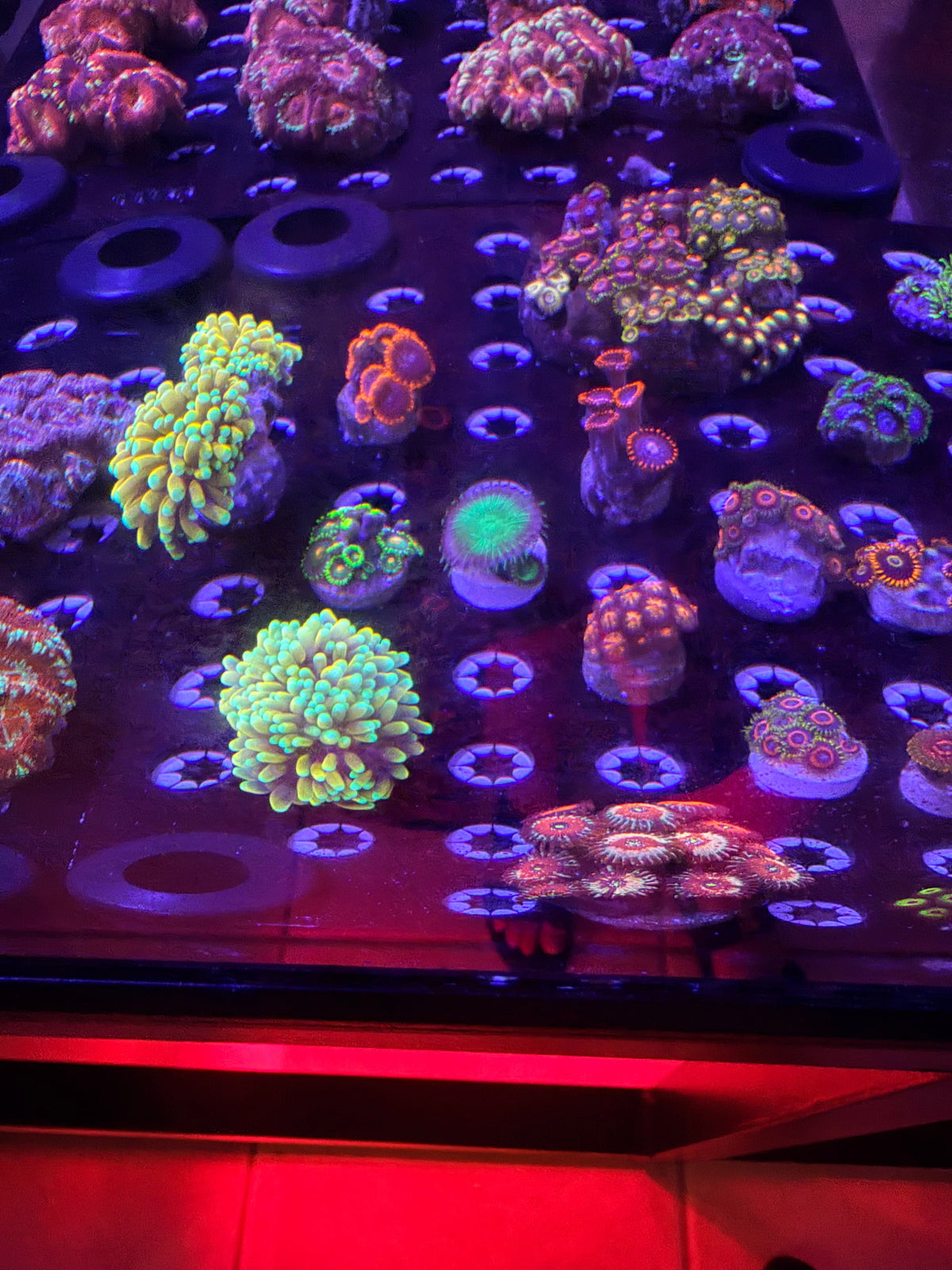 Coral acclimation tips and tricks