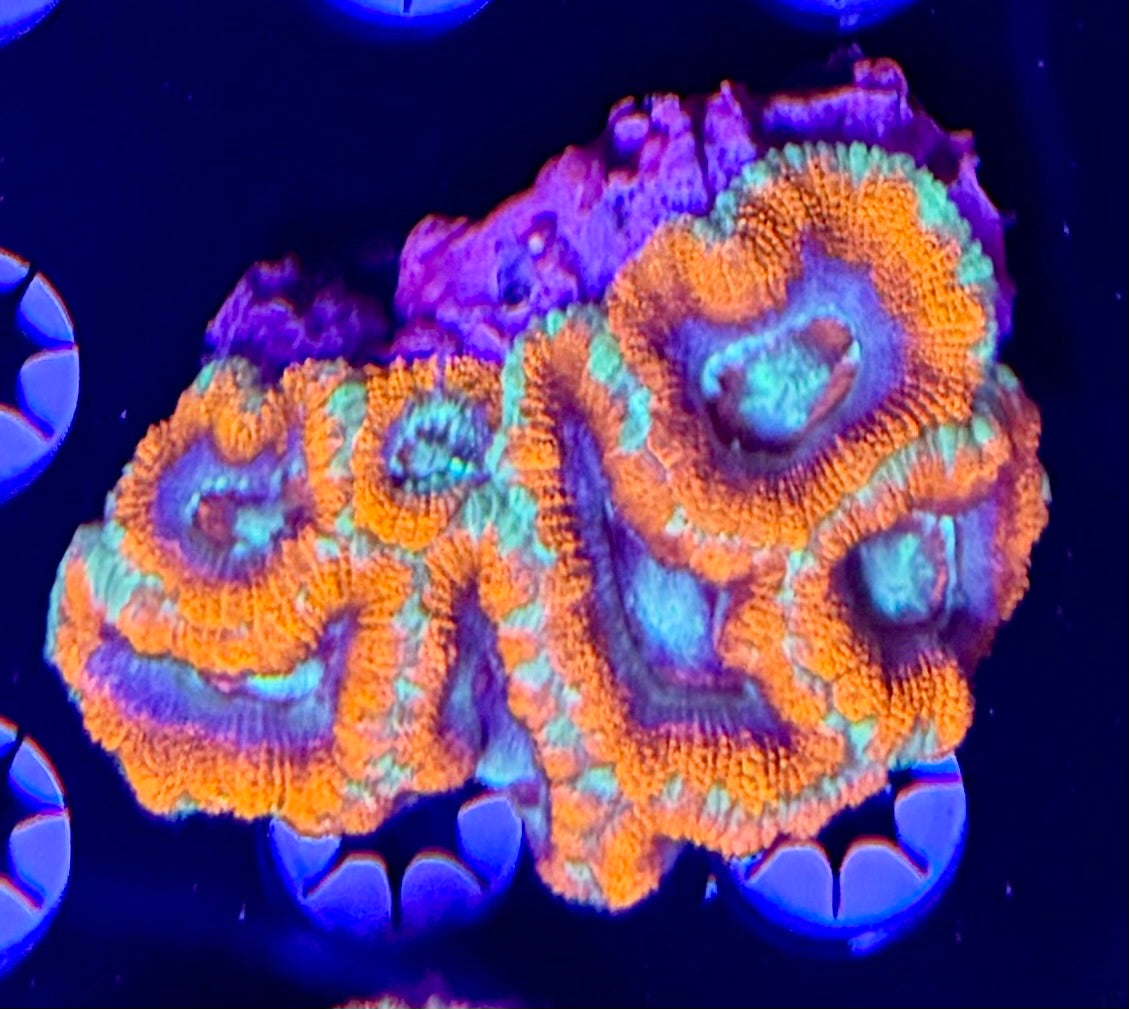 Asian Acan