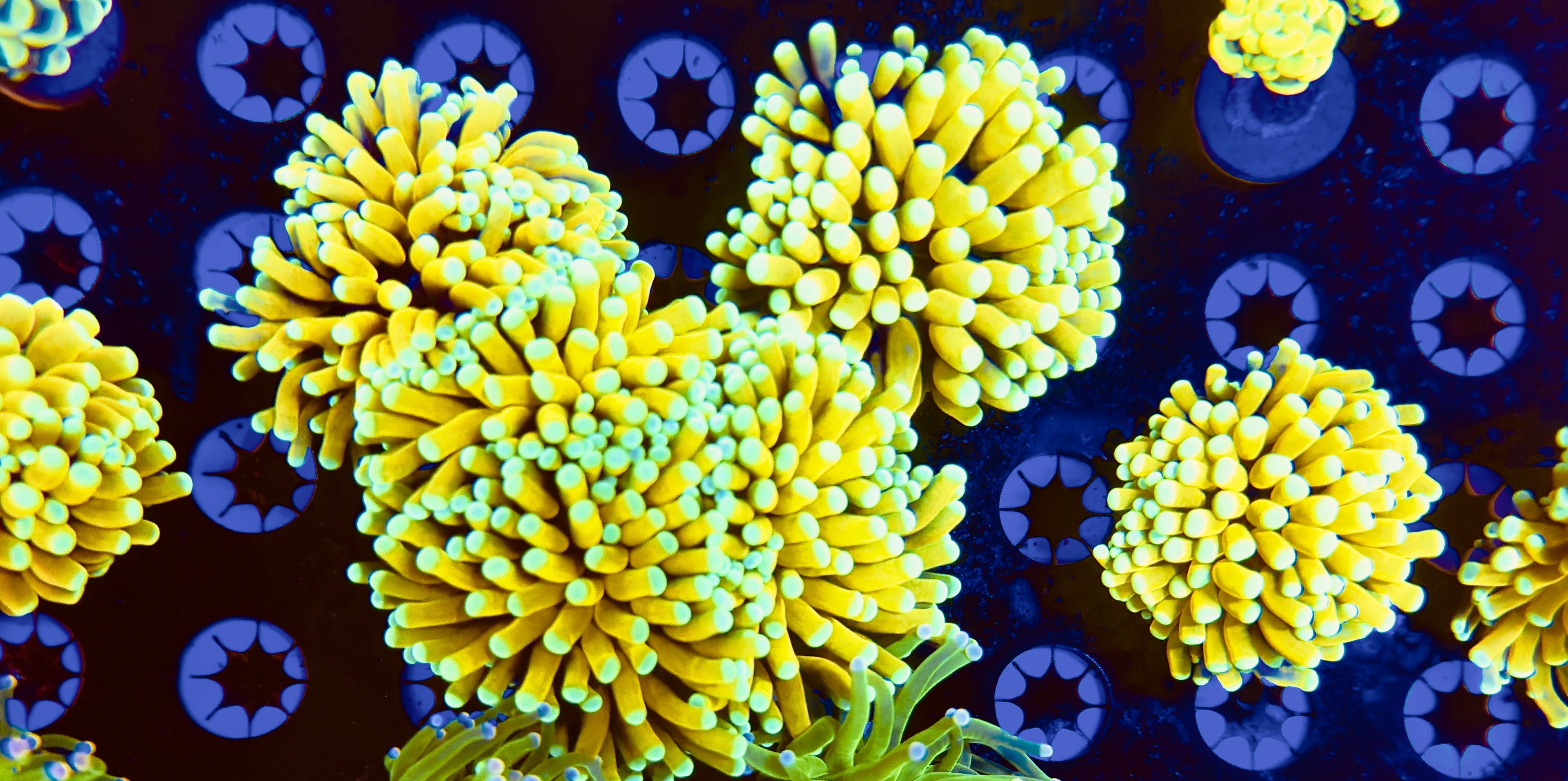 Euphyllia