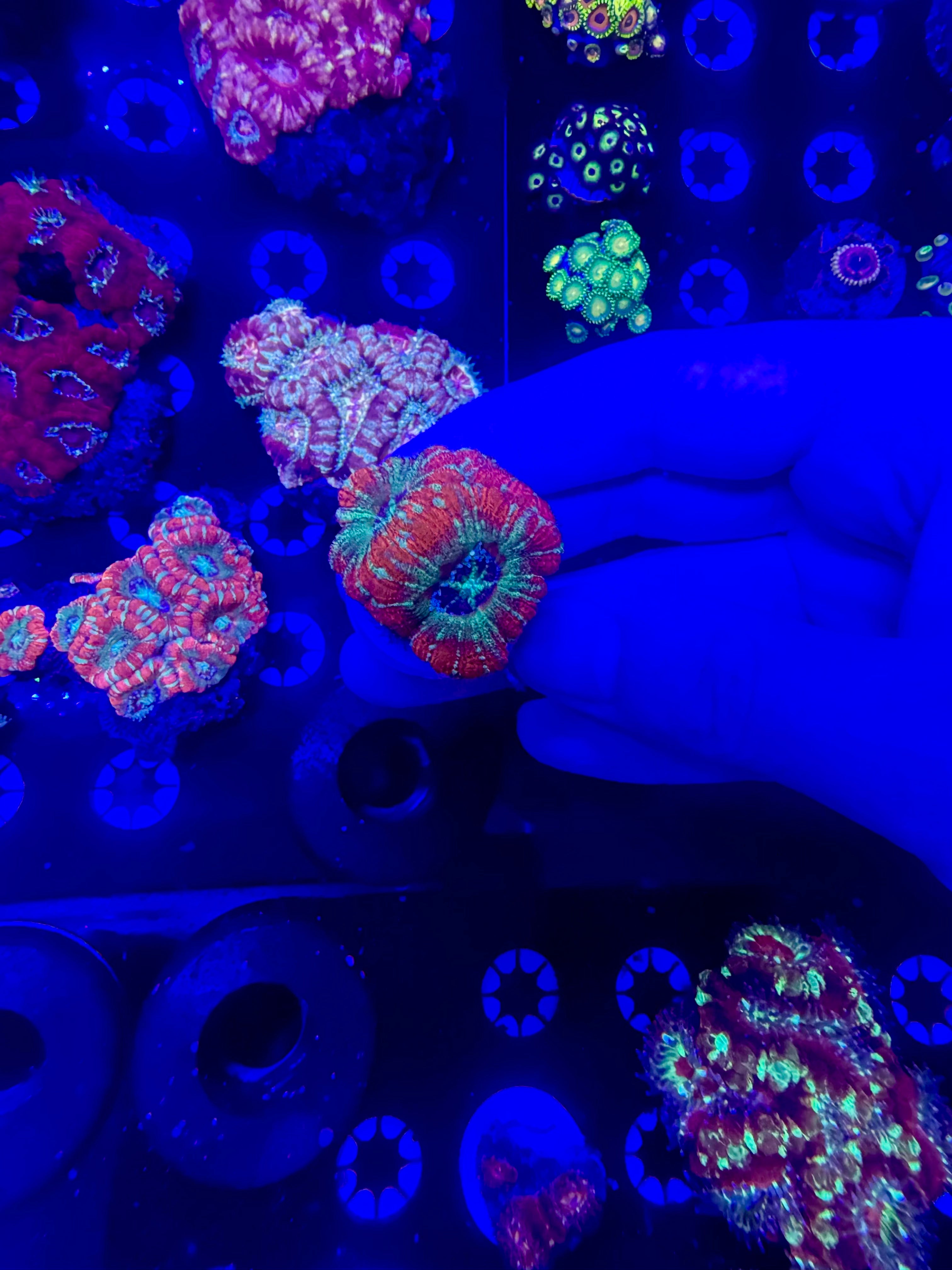 Frags