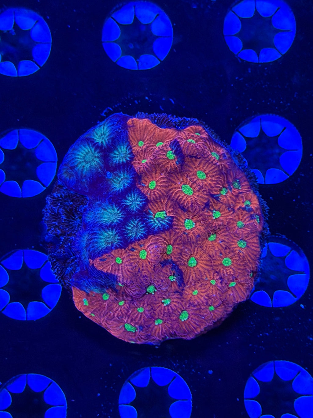 Red/Green Favites