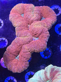 Lobophyllia