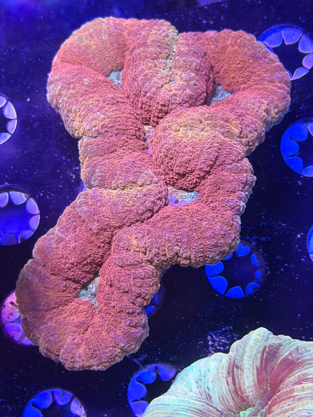 Lobophyllia