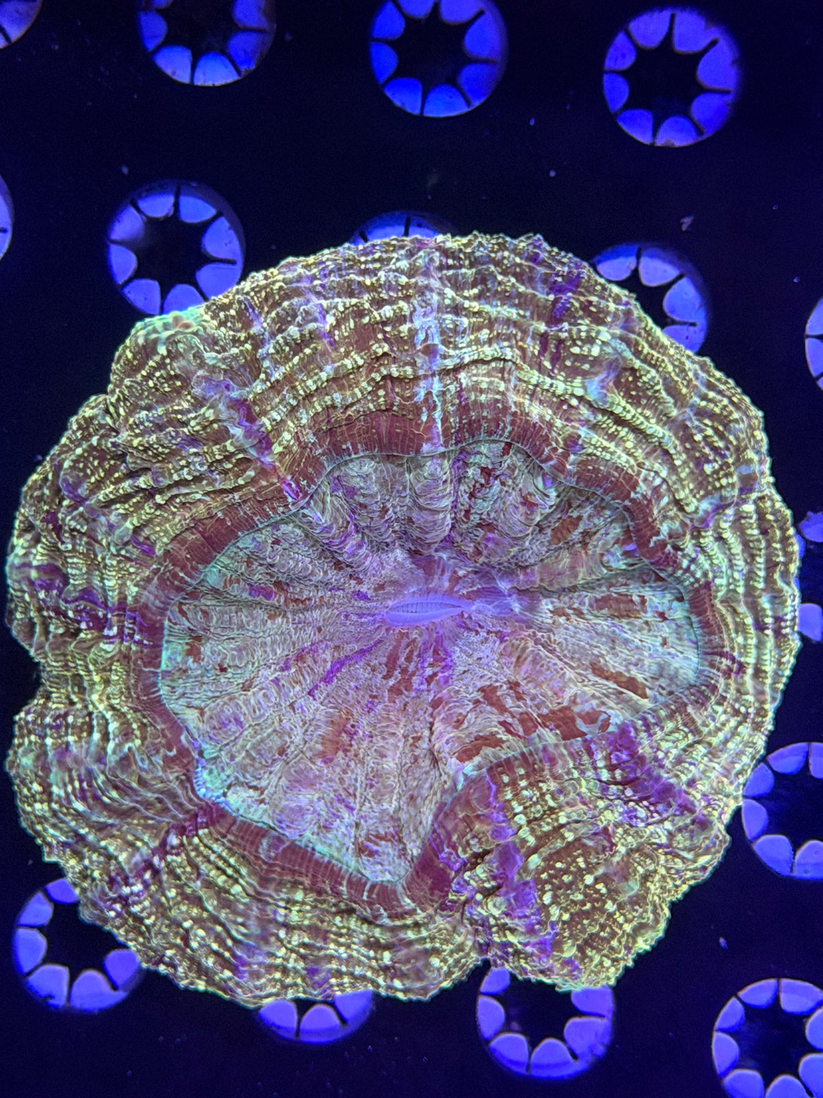 Acanthophyllia
