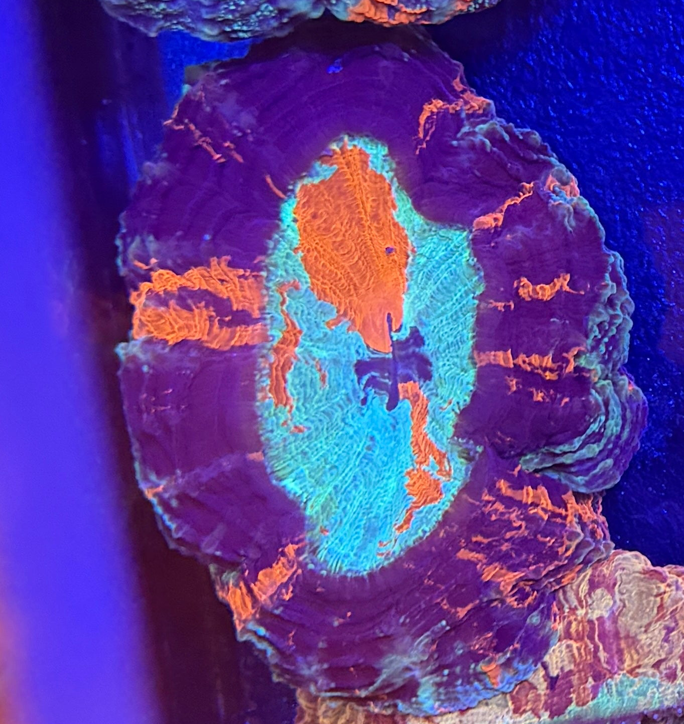 Rainbow Acanthophyllia