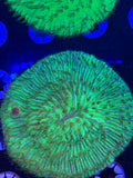 Green Plate Coral