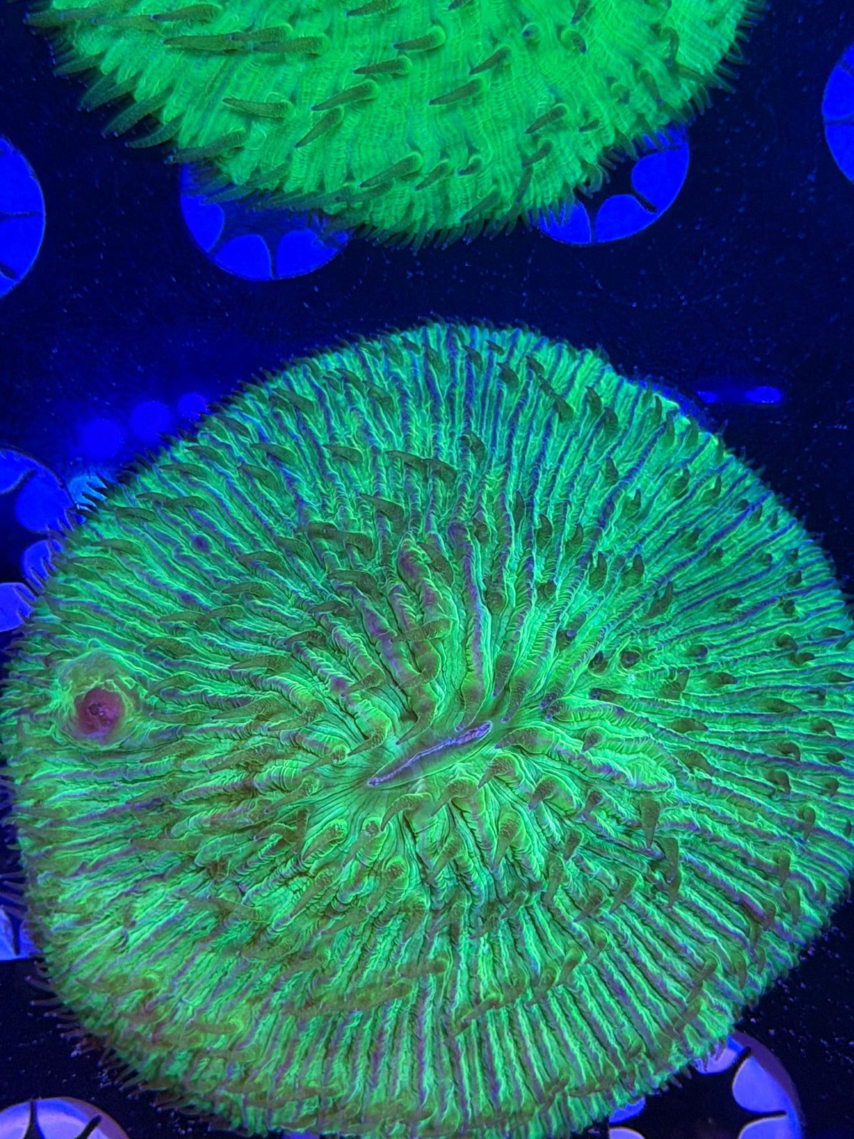 Green Plate Coral