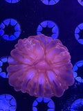 Strawberry Cynarina