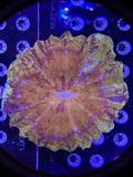 XXL Acanthophyllia