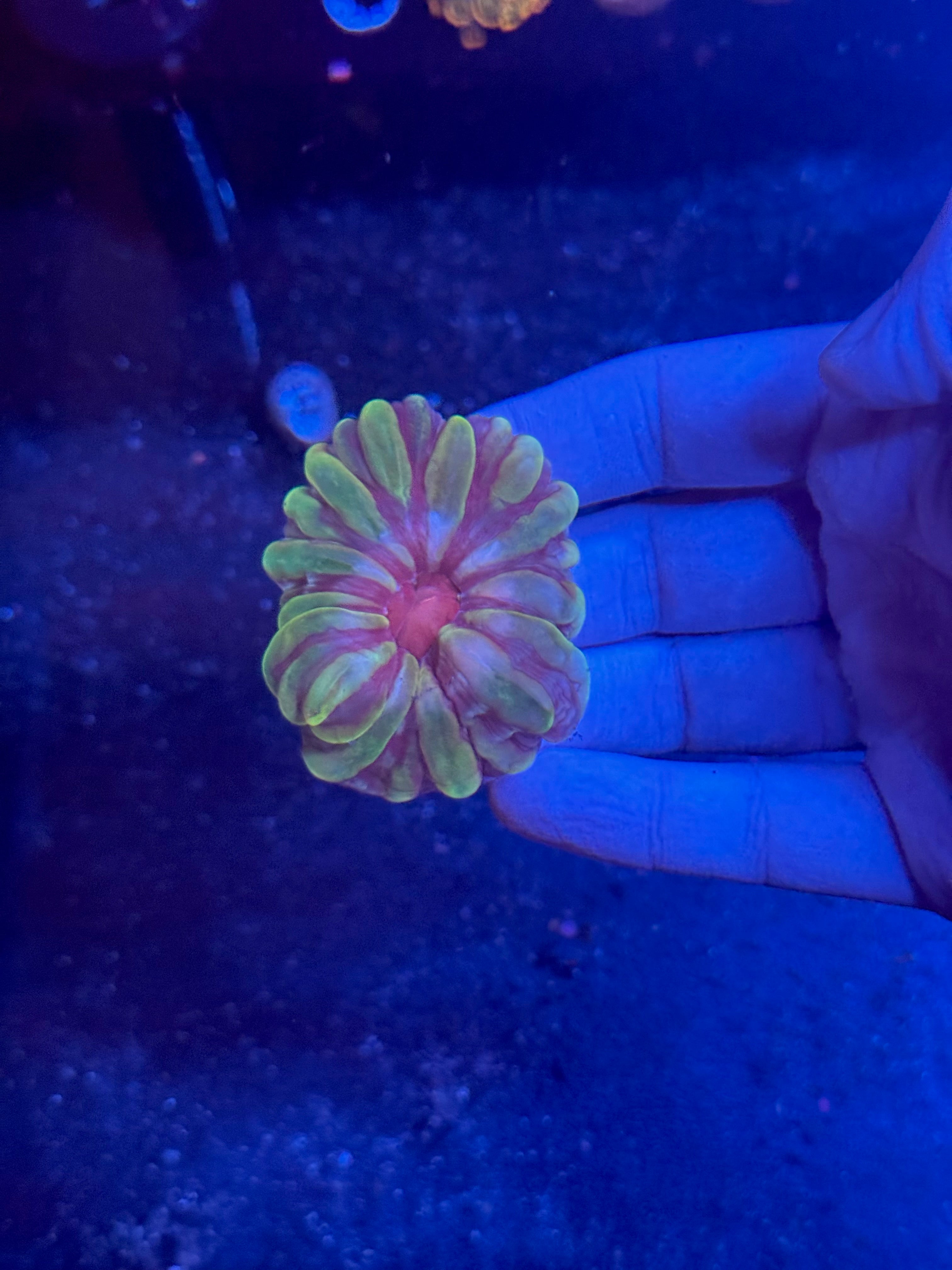 Neon Cynerina!
