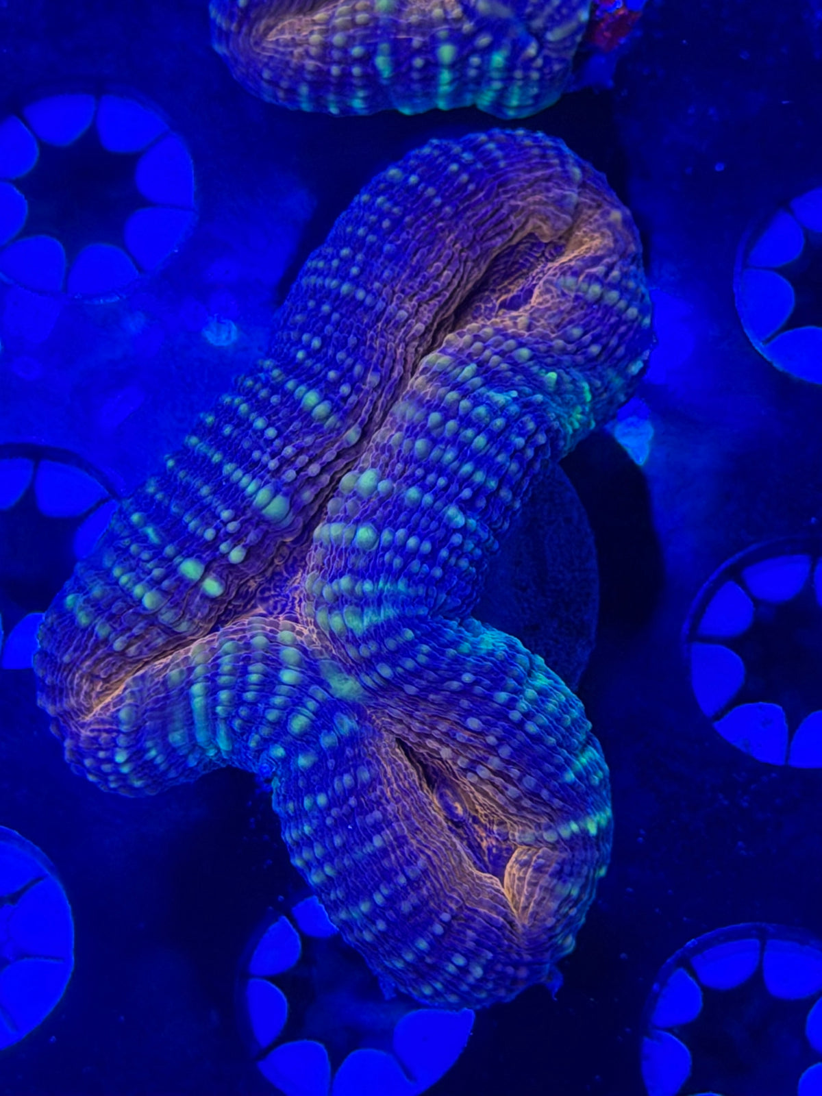 Lobophyllia