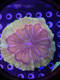 XL Acanthophyllia