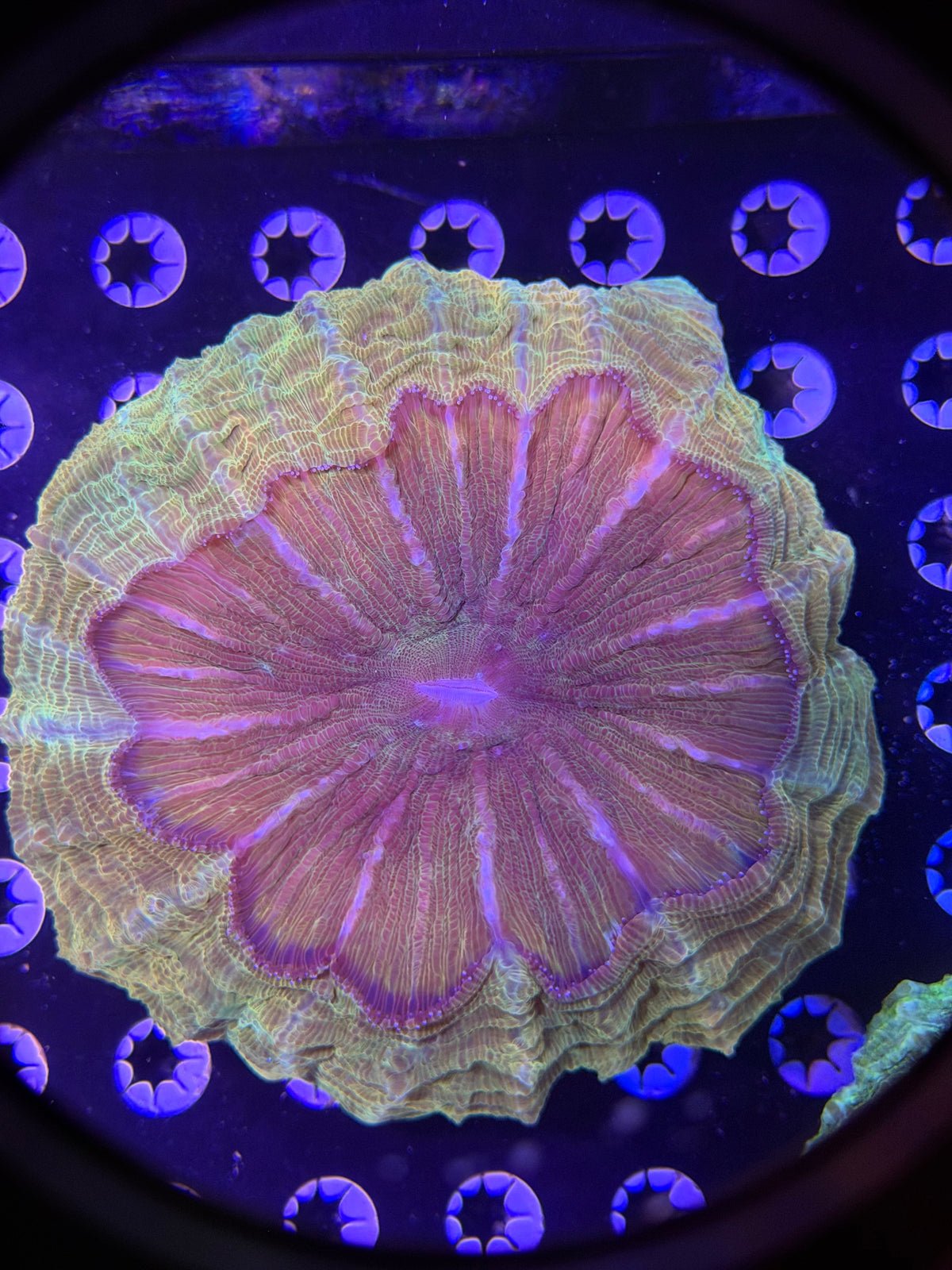 XL Acanthophyllia