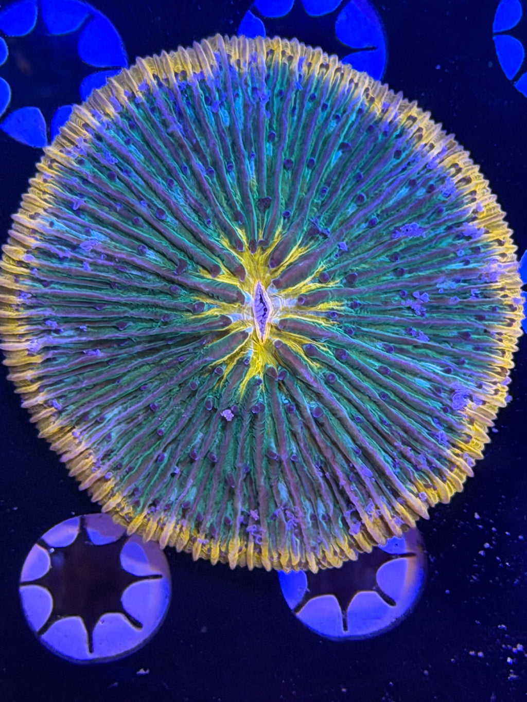 Multi Color Plate Coral