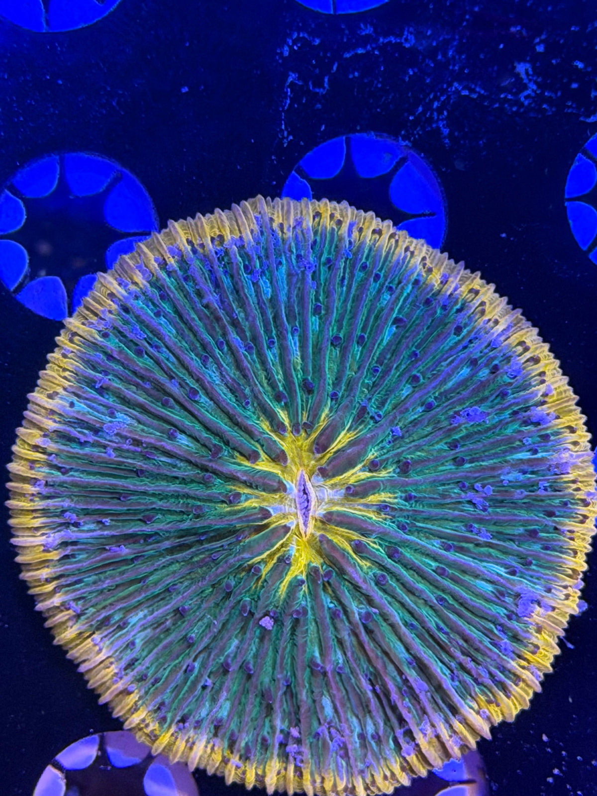 Multi Color Plate Coral