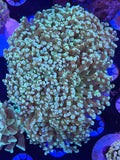 Green/Teal Octospawn Colony