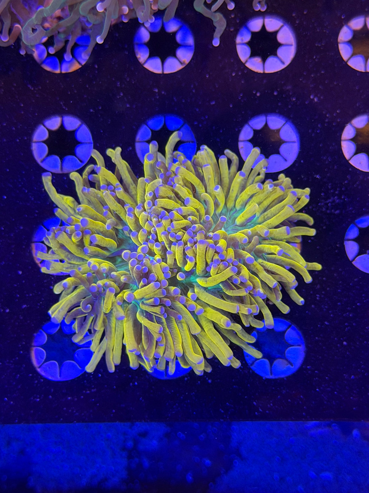 Aussie 24k 6 head colony