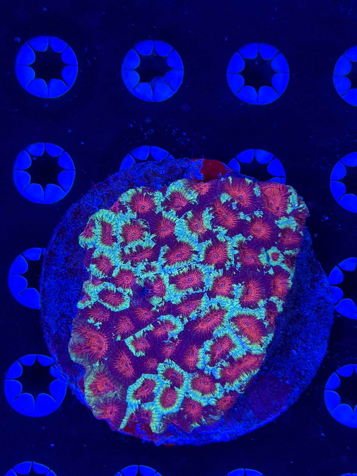 Multi Color Favites