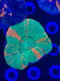 Bleeding Apple Scolymia