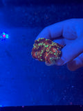 Asian Acan colony