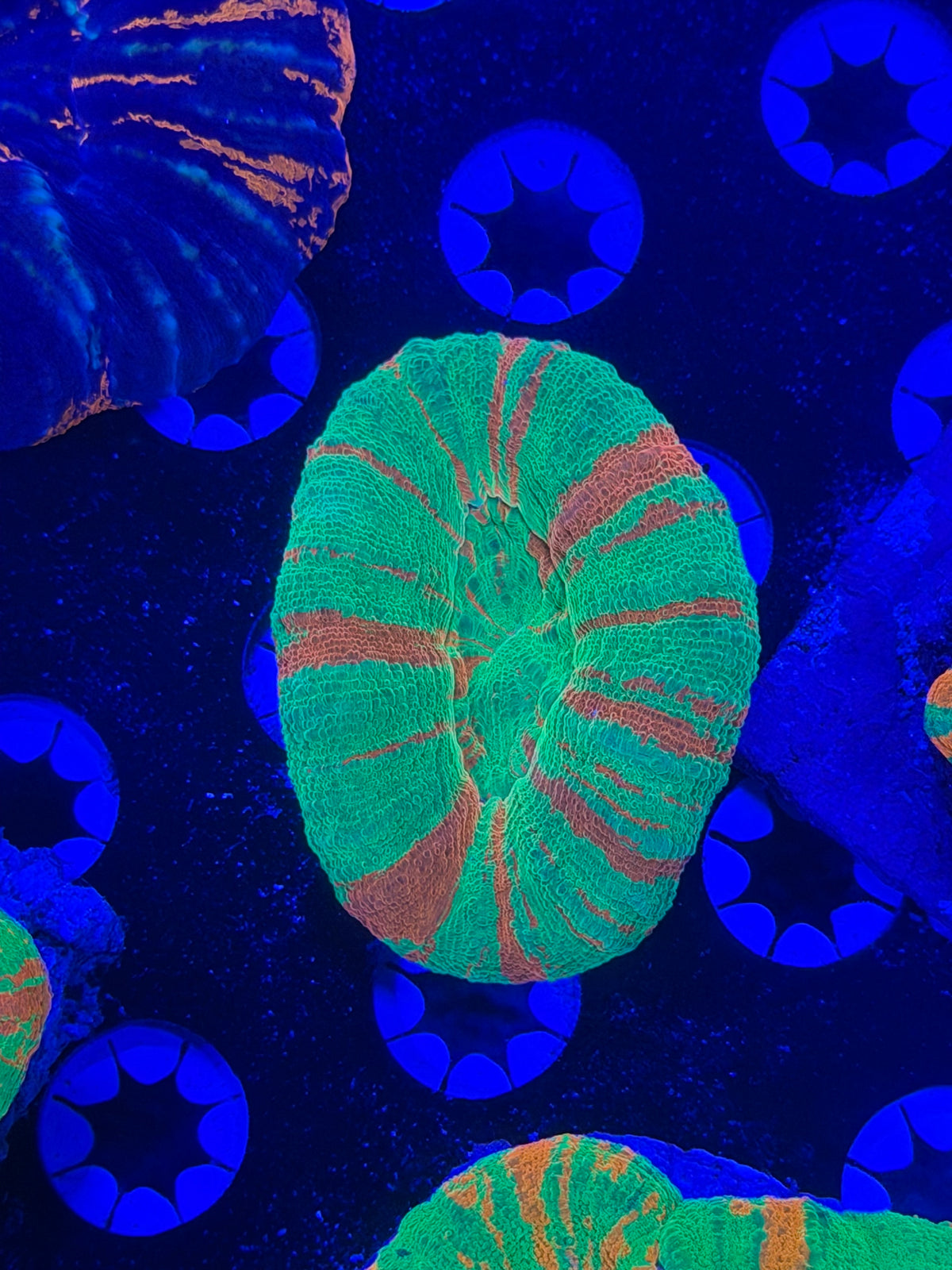 Bleeding Apple Scolymia