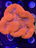 Lobophyllia