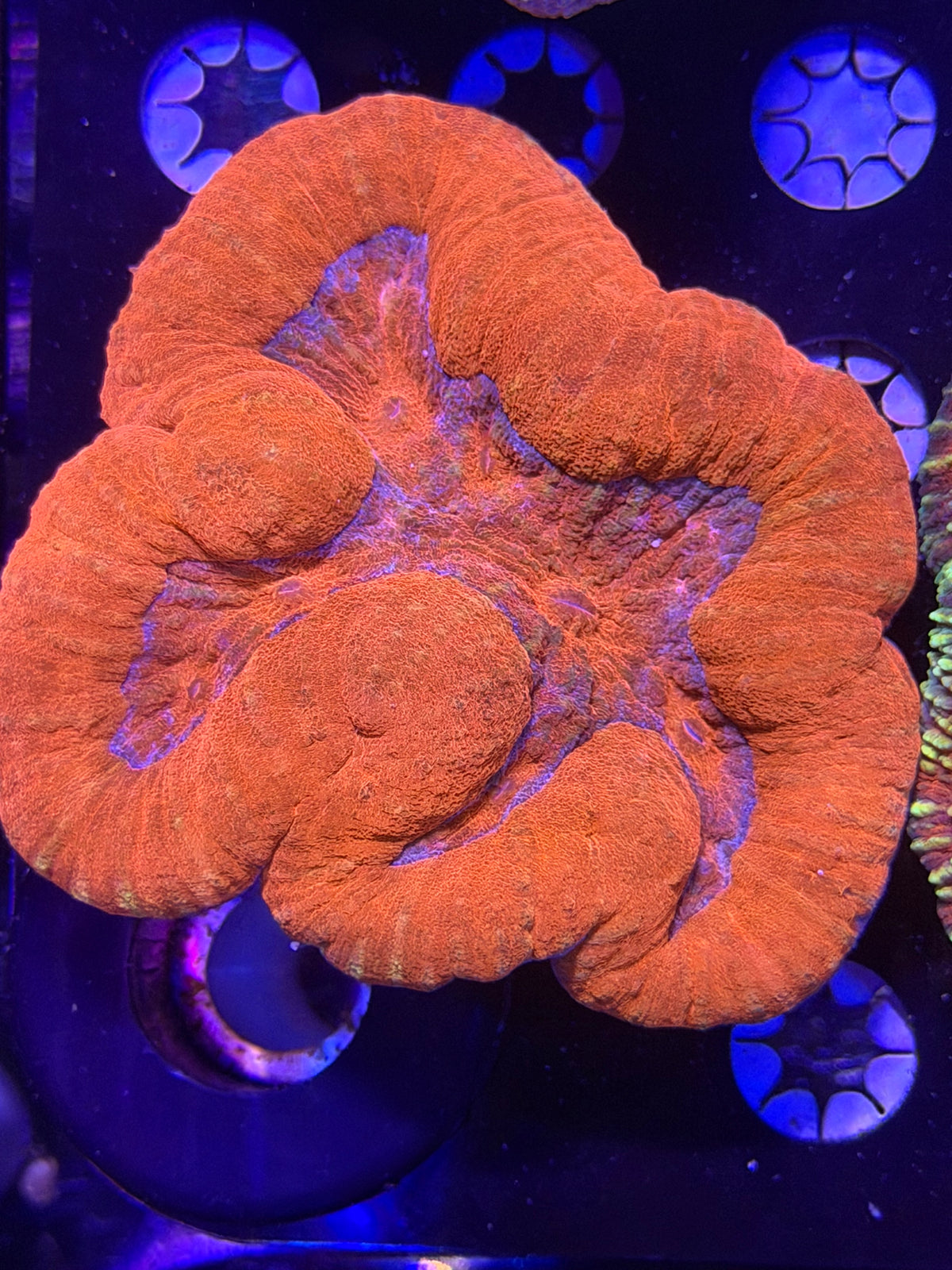 Lobophyllia