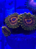 GMK Grand Master Krakatoa Zoanthid