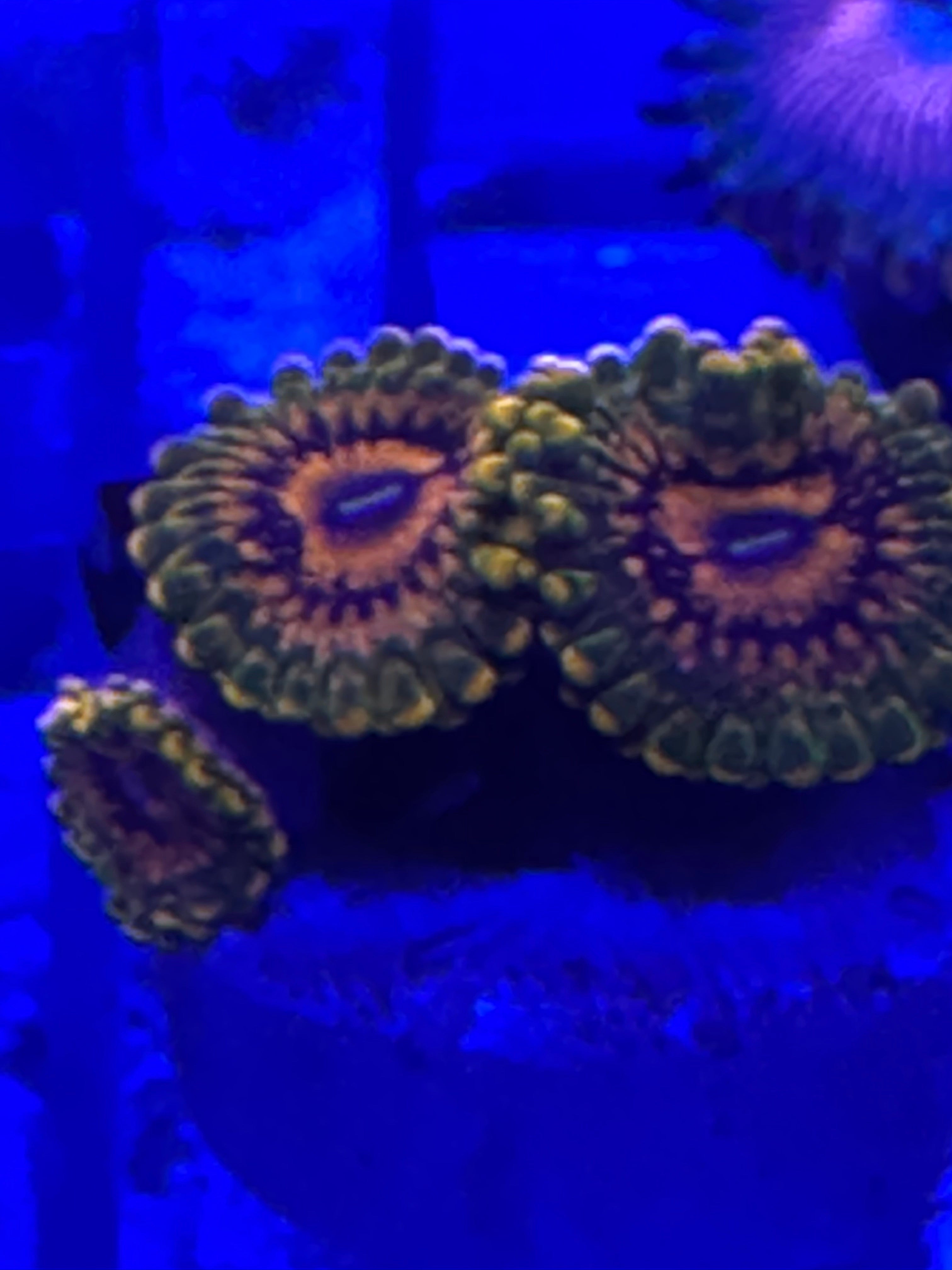 GMK Grand Master Krakatoa Zoanthid