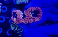 Purple Nurple Blasto frag