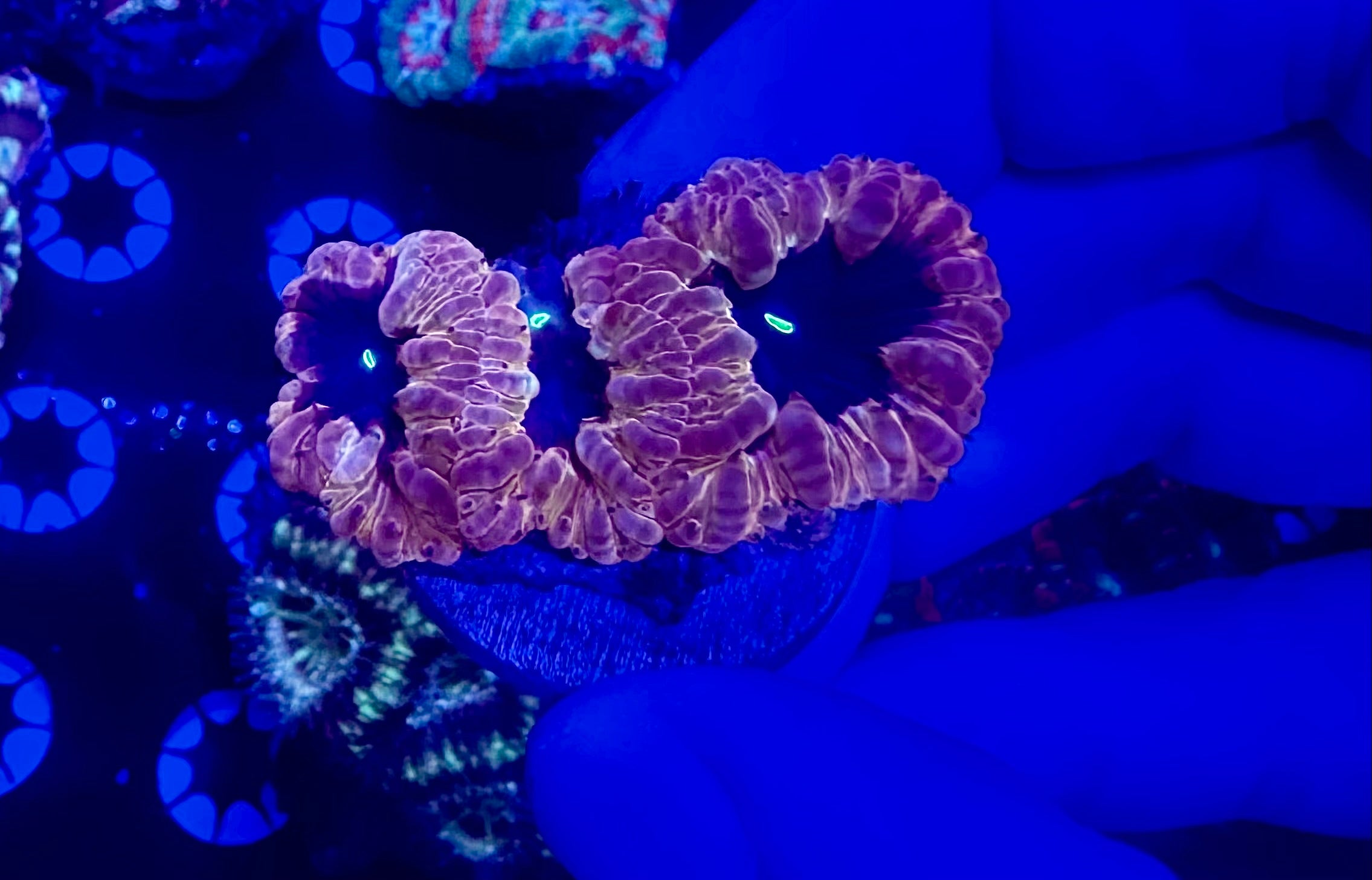 Purple Nurple Blasto frag