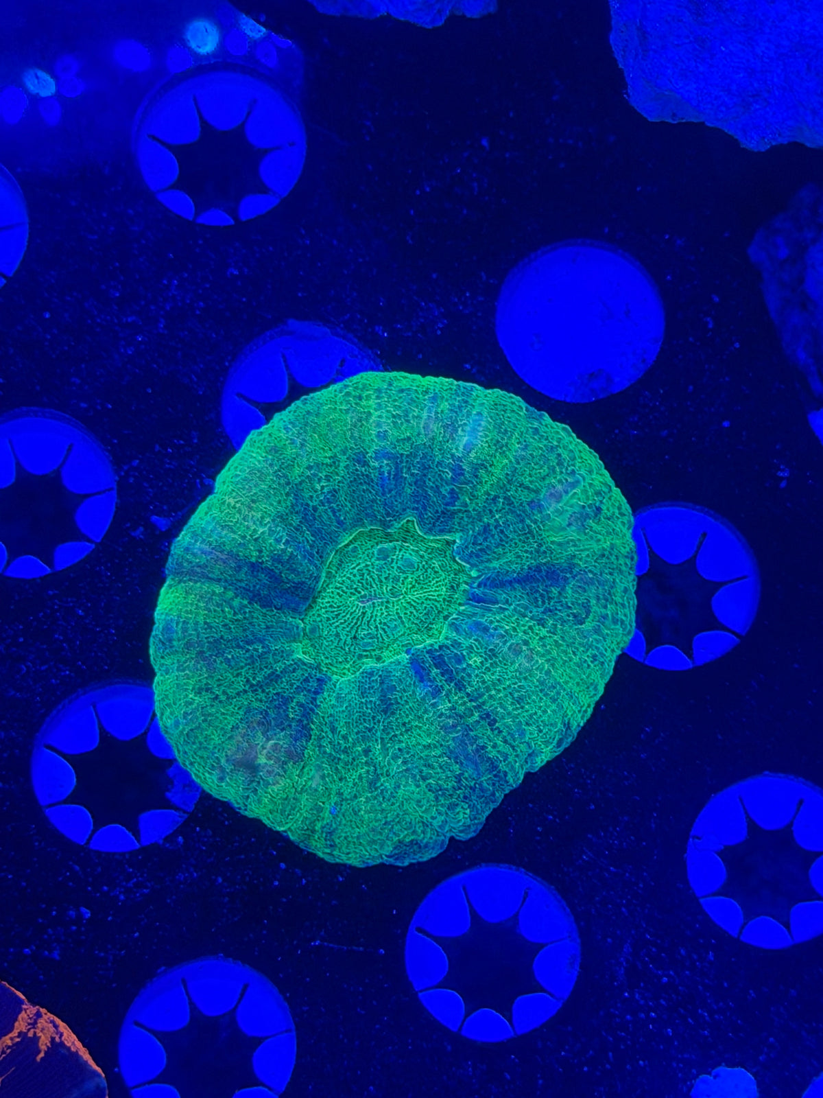 Multi Color Scolymia