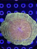 Acanthophyllia