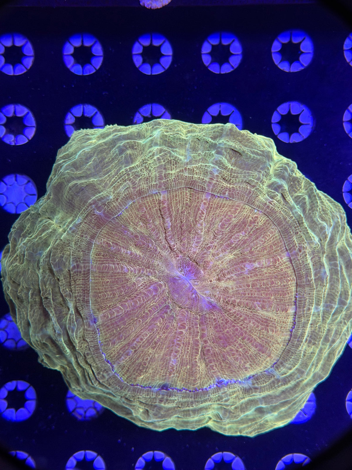 Acanthophyllia