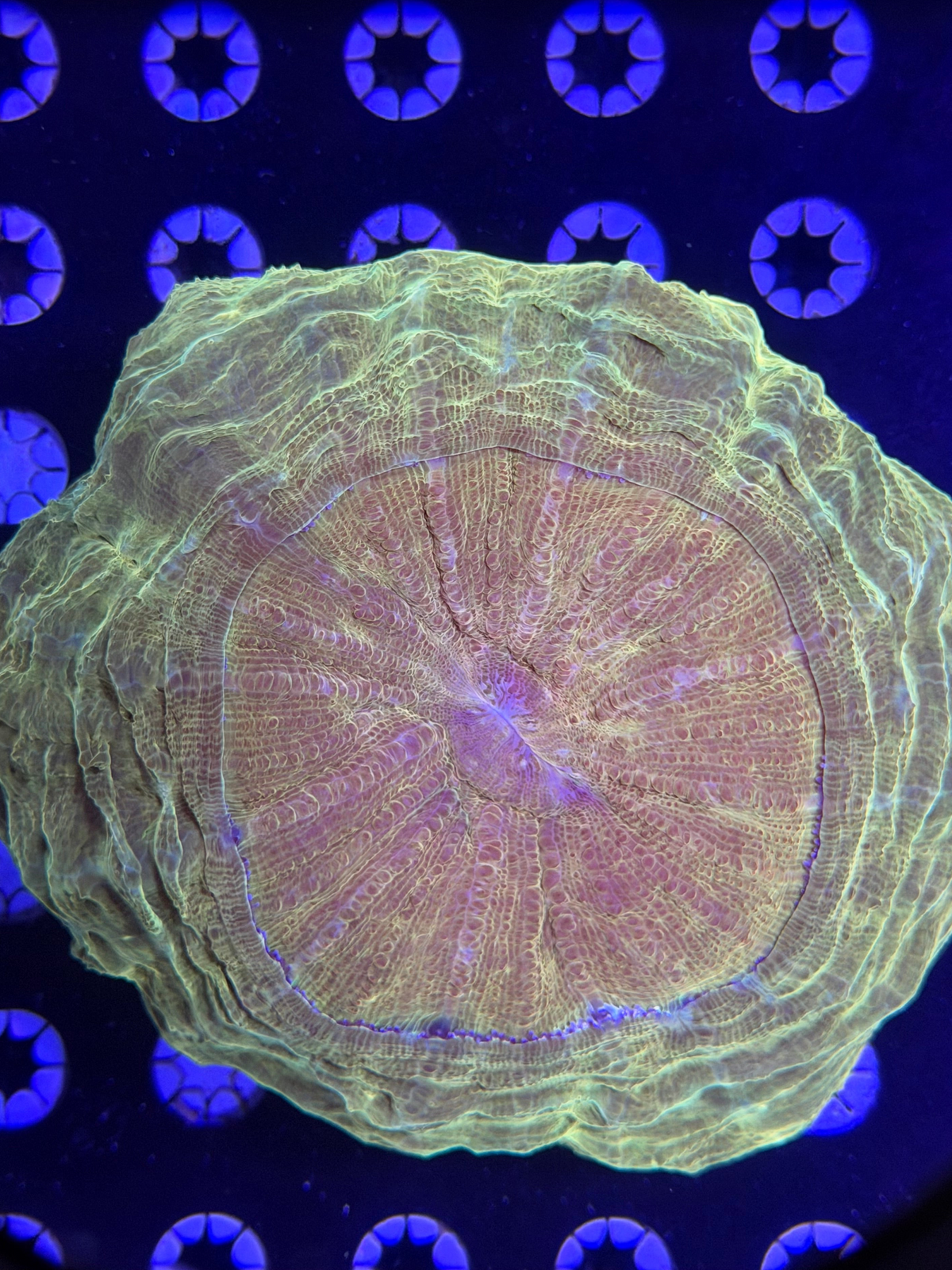 Acanthophyllia