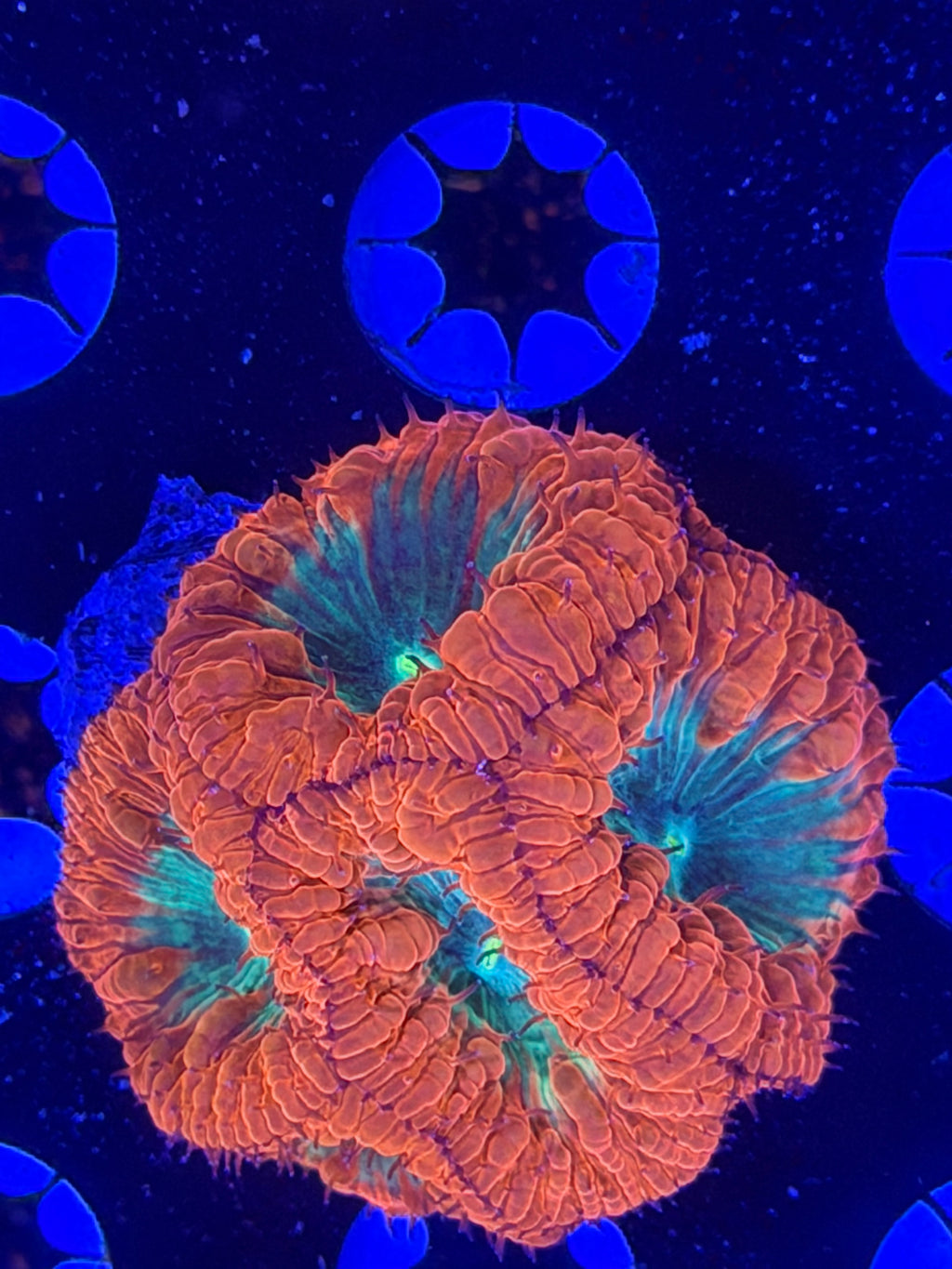 Blasto Mini Colony