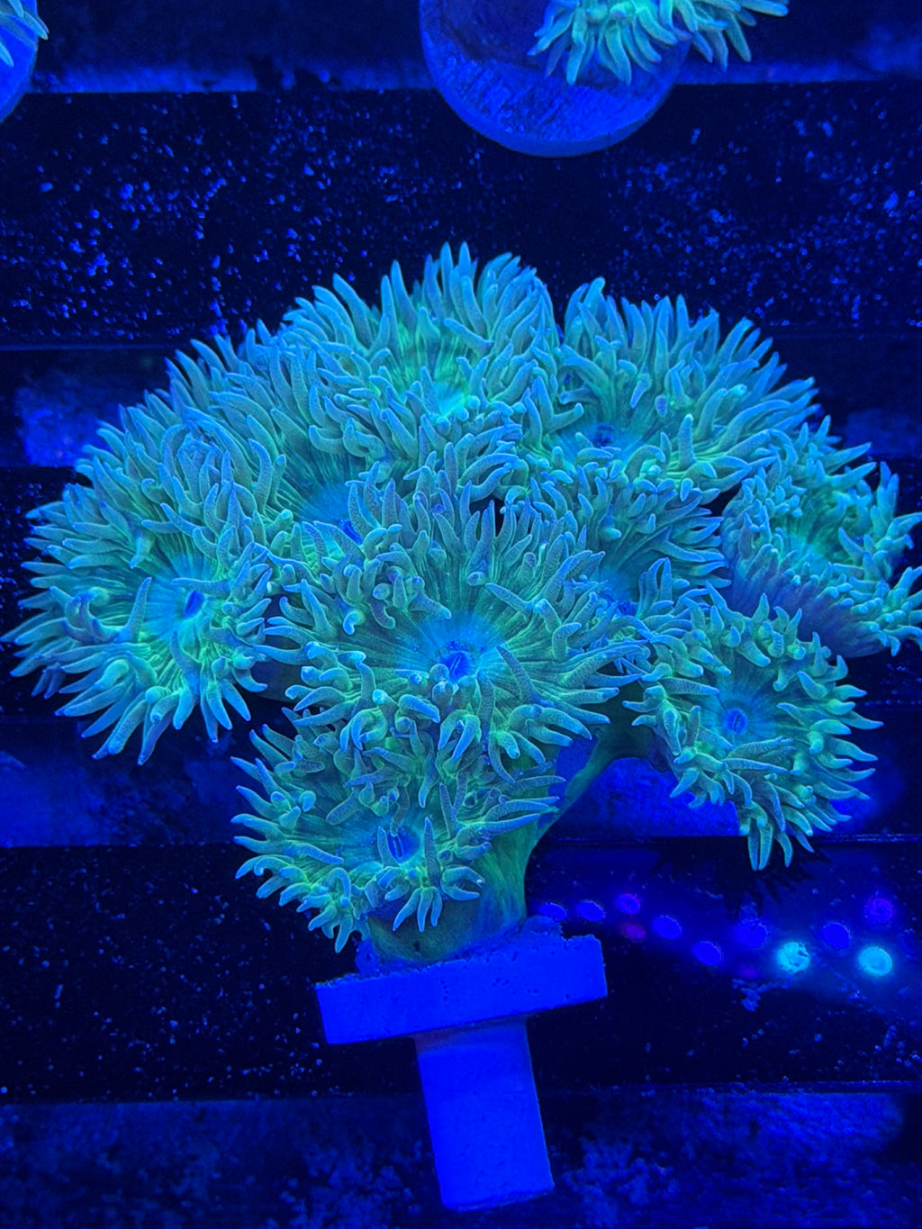 Duncan Colony