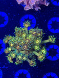 Grandmaster Goni Frag