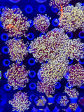 Purple/Peach Octospawn
