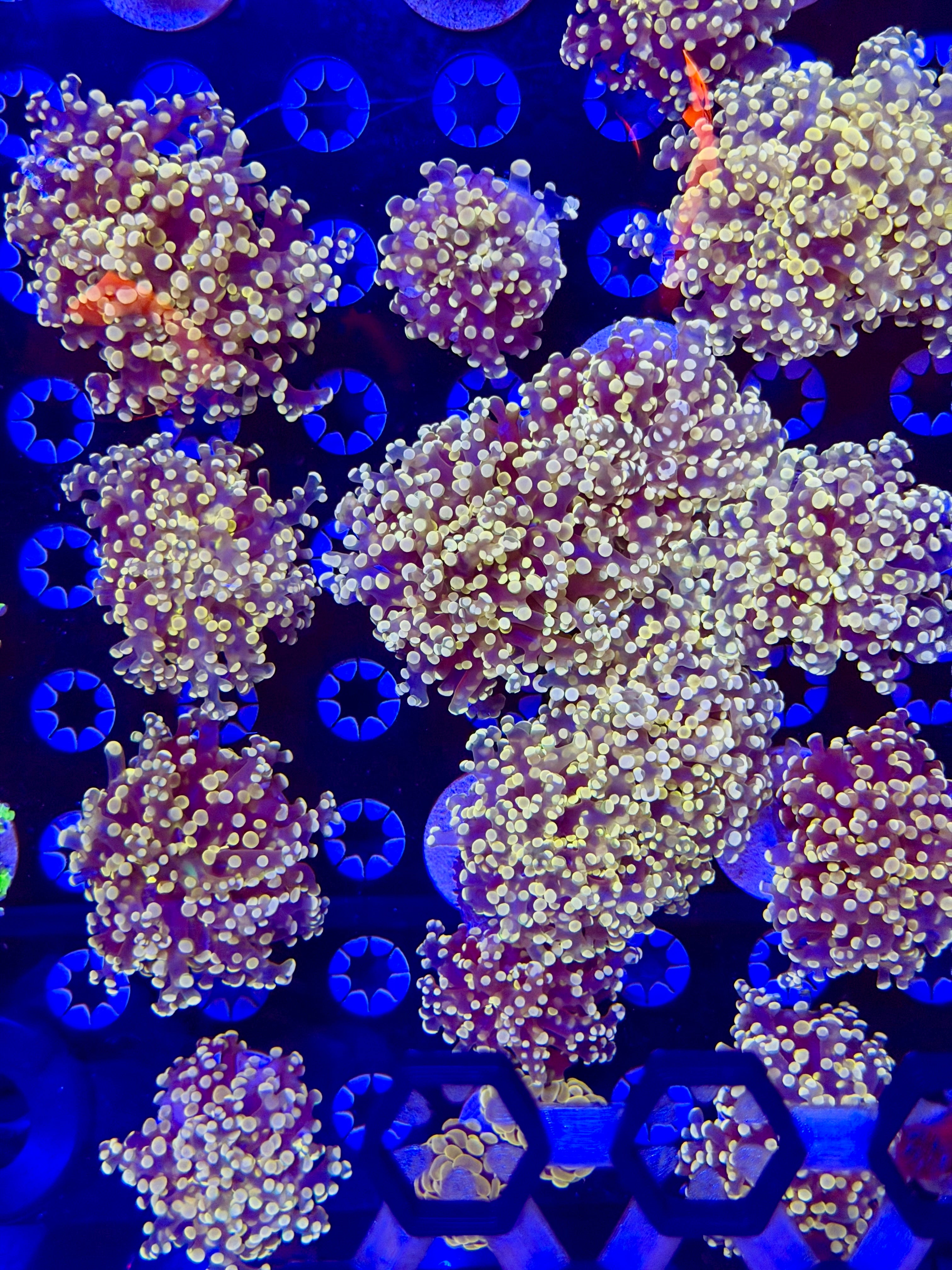 Purple/Peach Octospawn