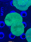 Double Headed Scolymia