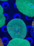 Multi Color Scolymia
