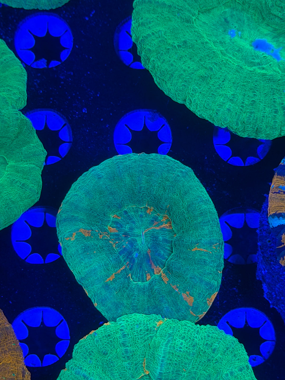 Multi Color Scolymia