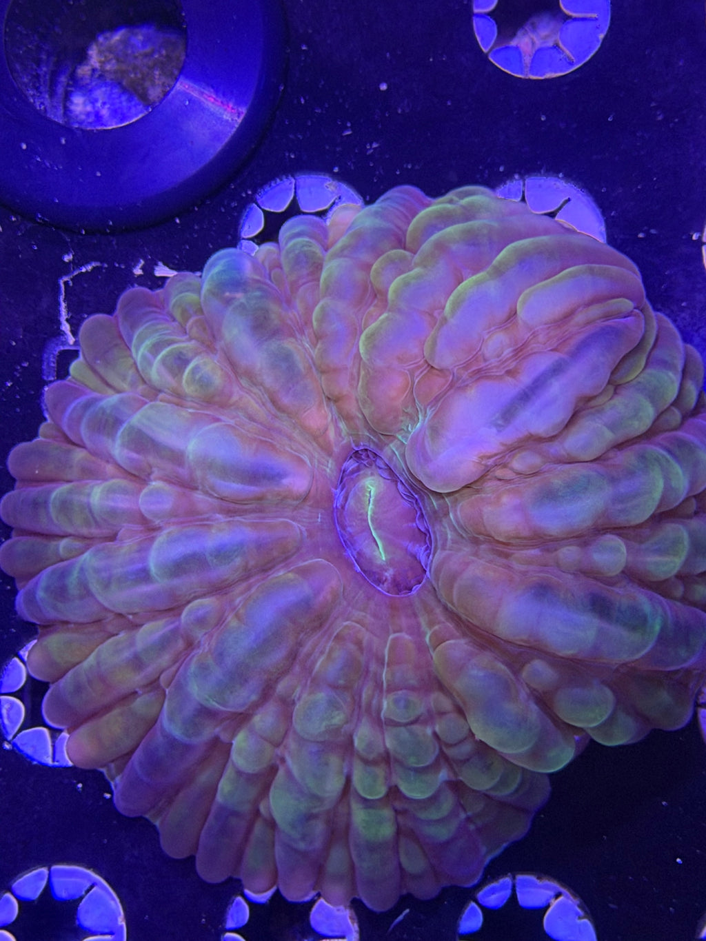 Rainbow Cynarina