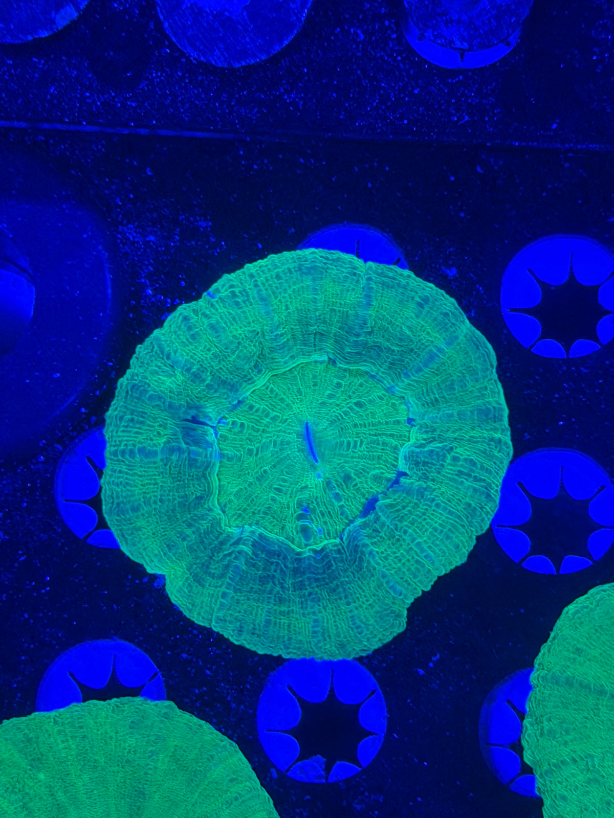 Green Scolymia