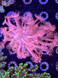 Pink Goniopora