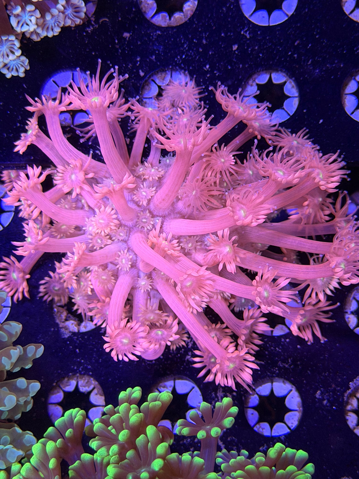 Pink Goniopora
