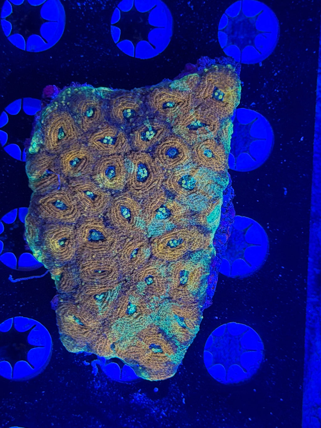 Echinata Colony