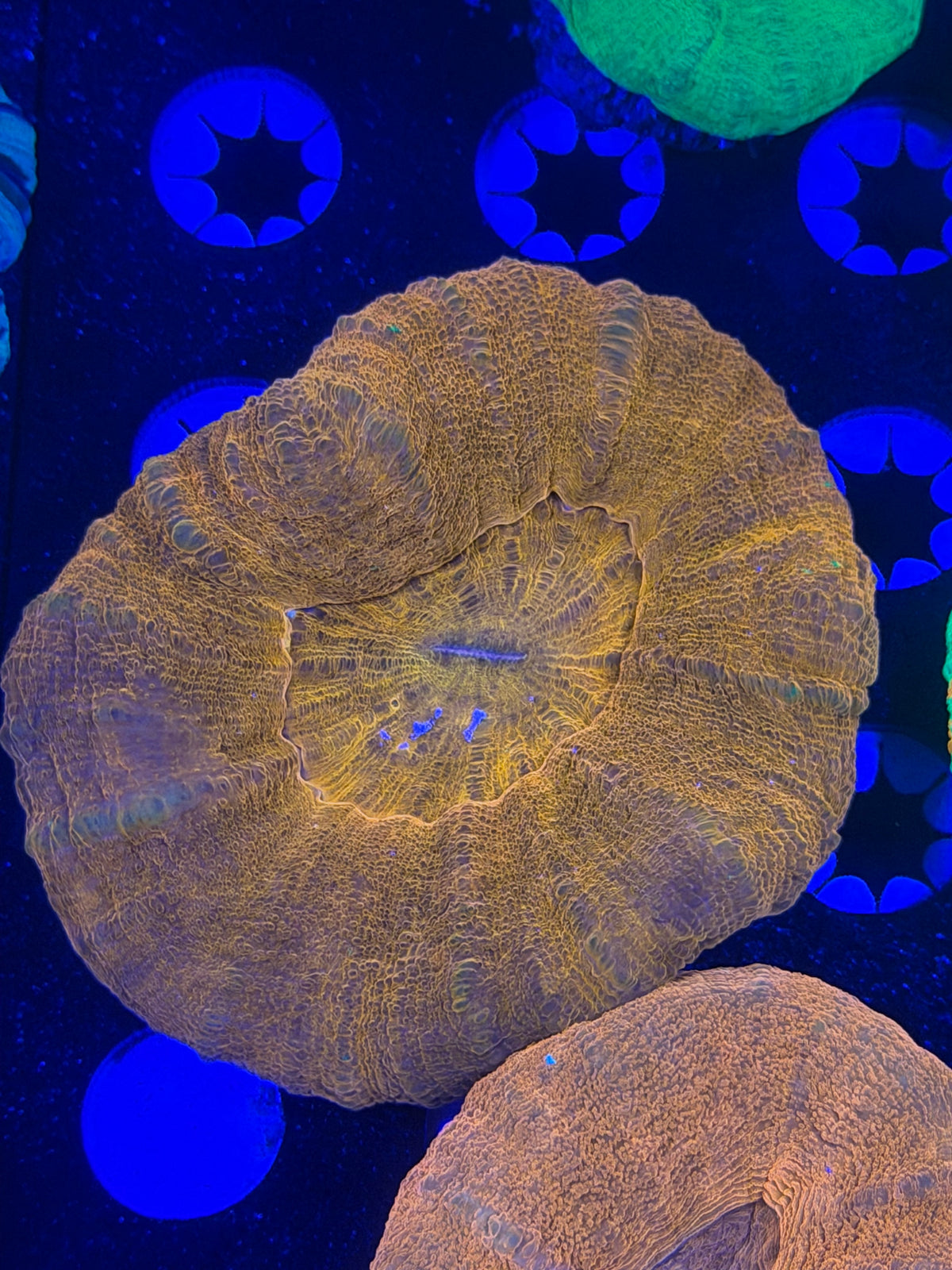 Multi Color Scolymia