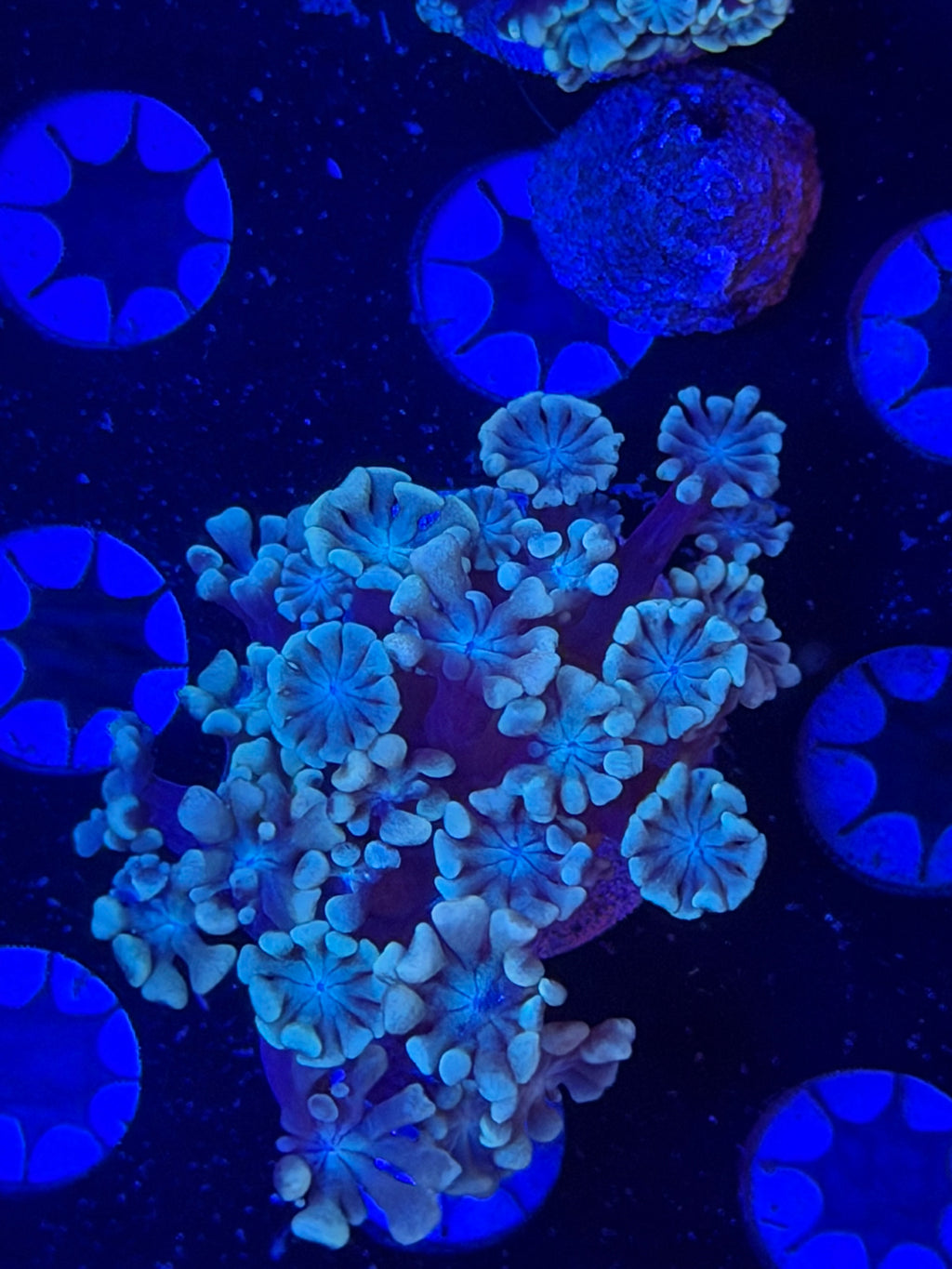 Pale Blue Alveopora Frag